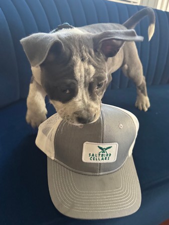 Saltbird Cellars cap
